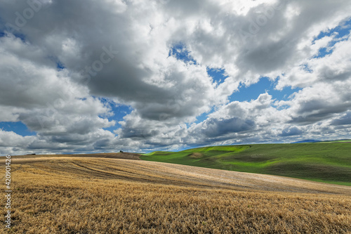 Expansive harvested wheat stubble and crop, Palouse agricultural region of Eastern Washington State.