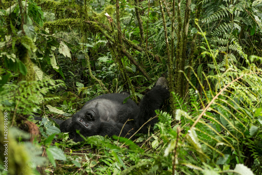 Mountain gorilla (gorilla beringei beringei) lying on it's back amongst undergrowth, portrait, Bwindi Impenetrable Forest, Uganda Mountain gorilla (gorilla beringei beringei) lying on it's back amongst undergrowth, portrait, Bwindi Impenetrable Forest, Uganda
