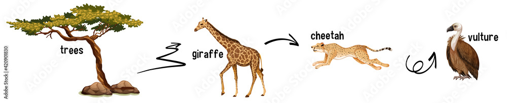 Fototapeta premium African animal food web on white background