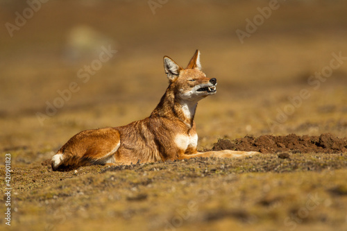 Ethiopian Wolf (anis simensis) lying down, Sanetti Plateau, Bale Mountains, Ethiopia
