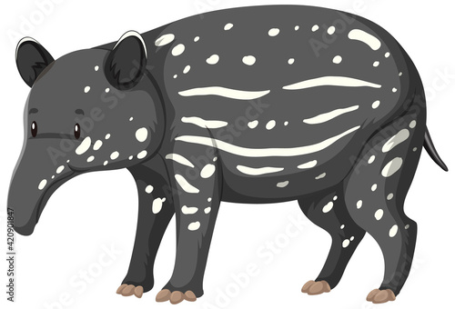 Baby Tapir wild animal on white background