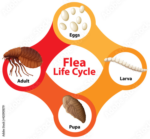 Flea Life Cycle Diagram
