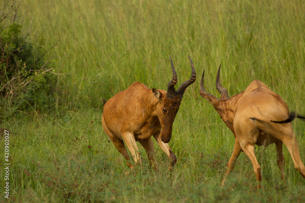 Two jackson's hartebeest (alcelaphus buselaphus) fighting in Murchison Falls National Park, Uganda Two jackson's hartebeest (alcelaphus buselaphus) fighting in Murchison Falls National Park, Uganda
