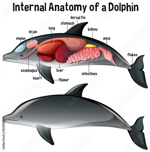 Internal Anatomy of a Dolphin with label