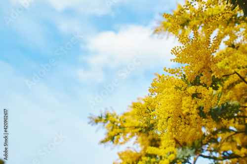 ミモザ
Mimosa