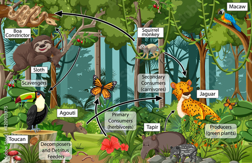 Diagram showing food web in the rainforest