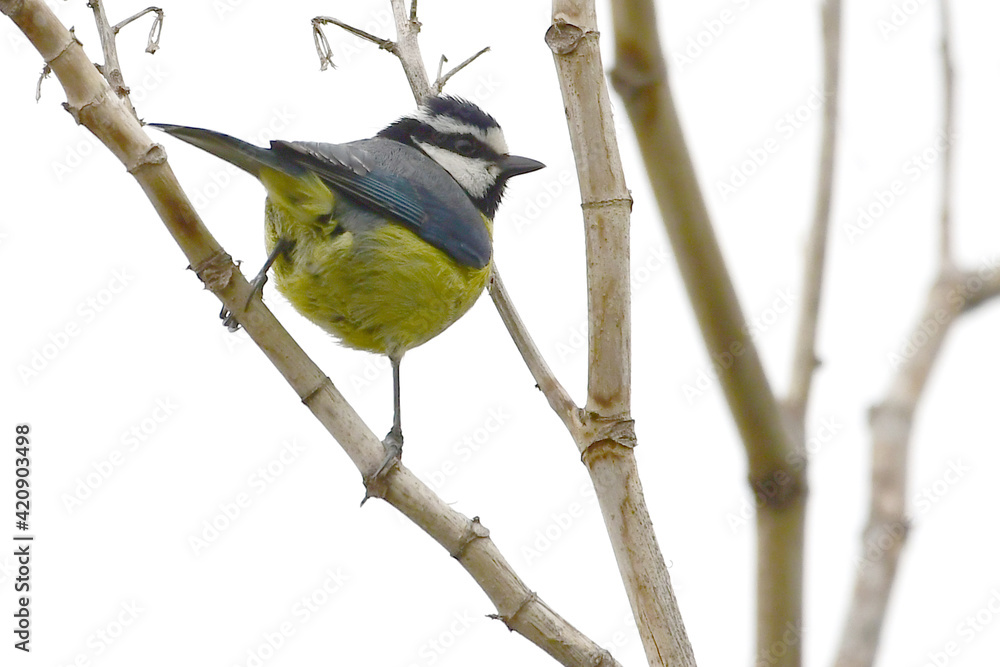 Obraz premium PÁJARO