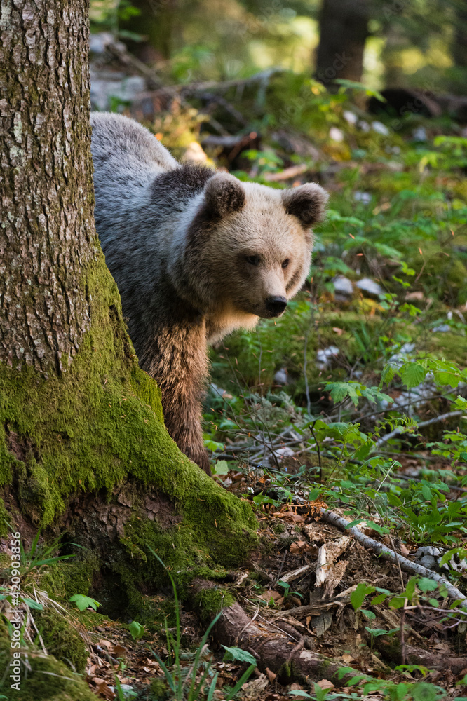 European brown bear (Ursus arctos) behind tree in Notranjska forest, Slovenia European brown bear (Ursus arctos) behind tree in Notranjska forest, Slovenia