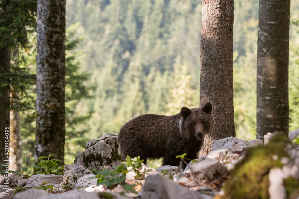 European brown bear (Ursus arctos) on rocky ground in Notranjska forest, Slovenia European brown bear (Ursus arctos) on rocky ground in Notranjska forest, Slovenia