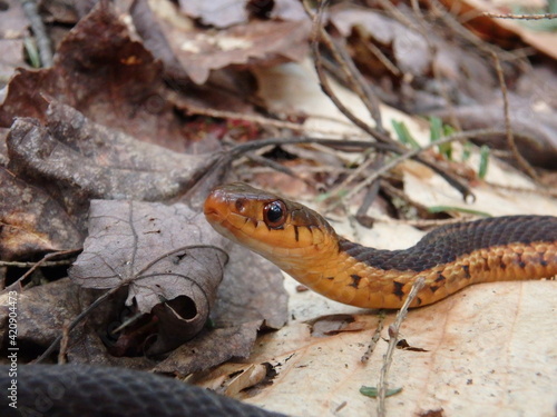 Common garter snake on bed of dead leaves - Close up © Do Mi Nic