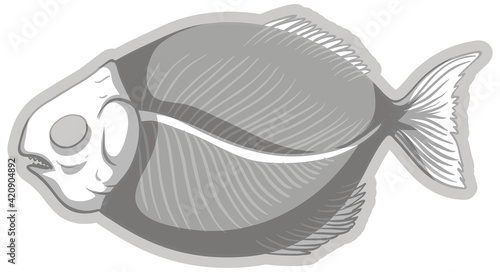 Fish fossil skeleton on white background