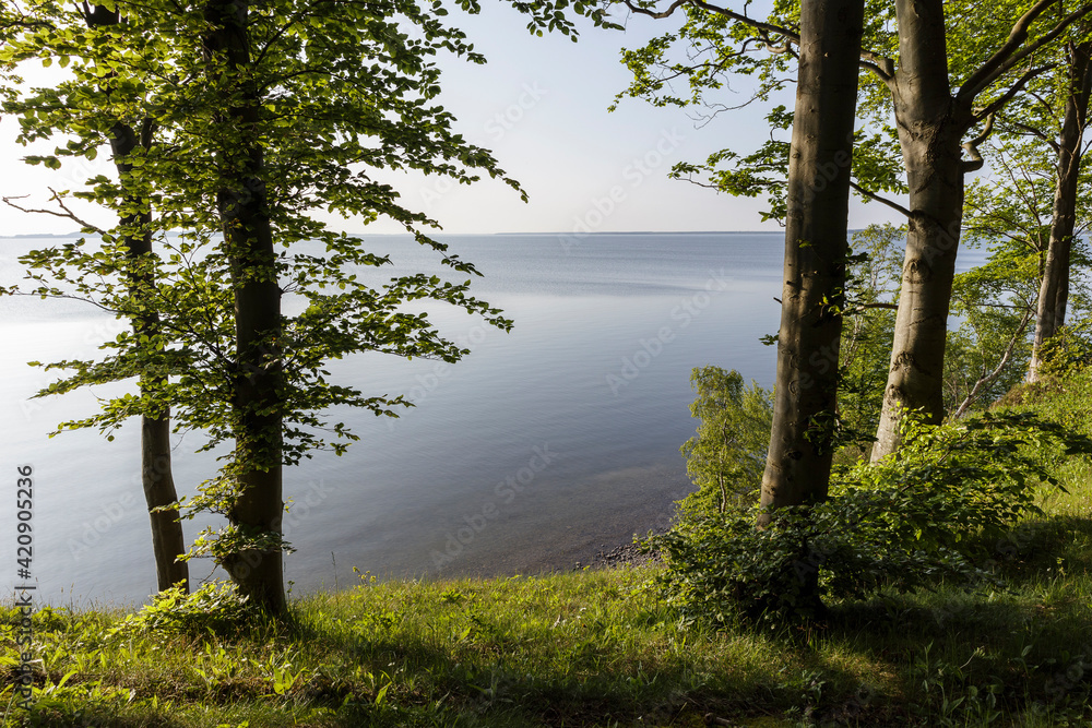 View through trees to Großer Jasmunder Bodden, Bergen, Rugen, Mecklenburg-Vorpommern, Germany View through trees to Großer Jasmunder Bodden, Bergen, Rugen, Mecklenburg-Vorpommern, Germany