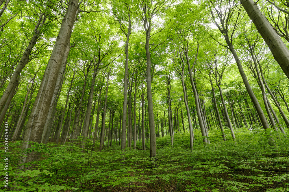 Green forest landscape, Jasmund National Park, Sassnitz, Rugen, Mecklenburg-Vorpommern, Germany Green forest landscape, Jasmund National Park, Sassnitz, Rugen, Mecklenburg-Vorpommern, Germany