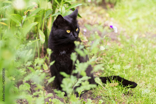 Black bombay cat portrait with yellow eyes in profile sit outdoors in nature in spring summer garden with plants and flowers