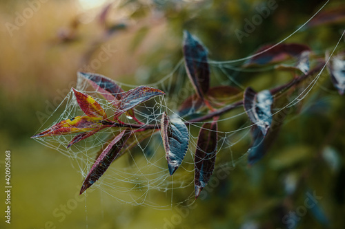 spider web on leafs