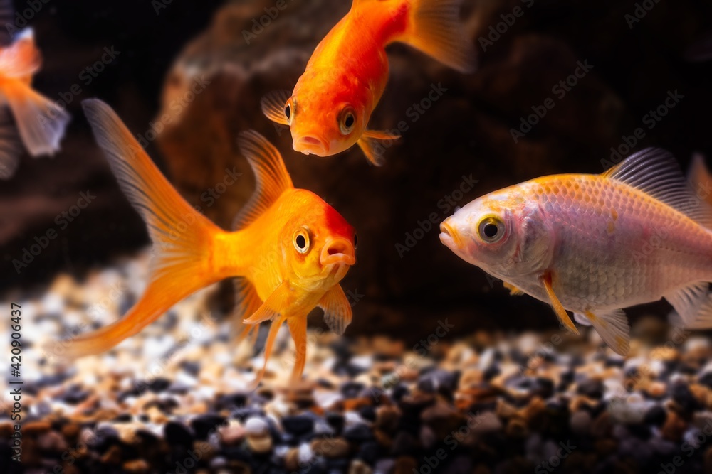 curious, cute oranda and koi goldfish, commercial aqua trade breed of wild Carassius auratus carp, popular ornamental fish in low light nature design tank curious, cute oranda and koi goldfish, commercial aqua trade breed of wild Carassius auratus carp, popular ornamental fish in low light nature design tank