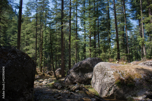 Outdoor forest huge rocks and deodar ( himalayan cedar) trees at himachal pradesh, India photo