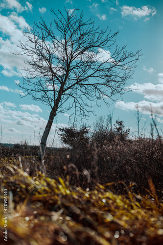 tree on the field
