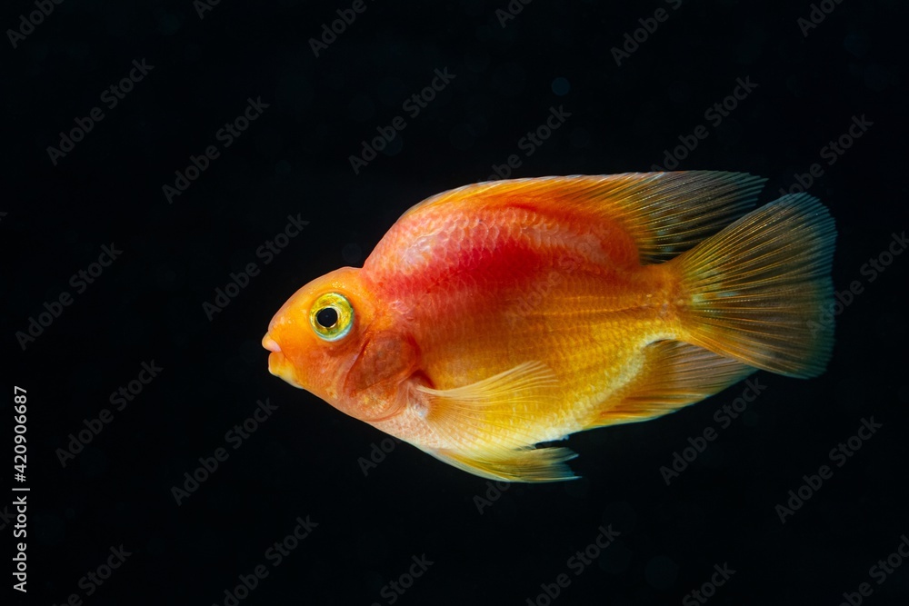 young juvenile blood parrot cichlid, bright red and orange coloration, freshwater hybrid, cute, intelligent and a great pet, timid and frightful fish in pet shop trade aquarium inspect visitors young juvenile blood parrot cichlid, bright red and orange coloration, freshwater hybrid, cute, intelligent and a great pet, timid and frightful fish in pet shop trade aquarium inspect visitors