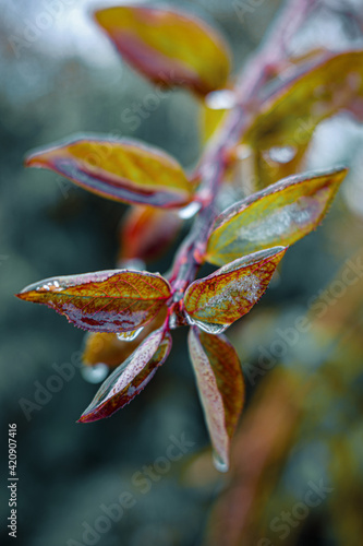 close up of a plant
