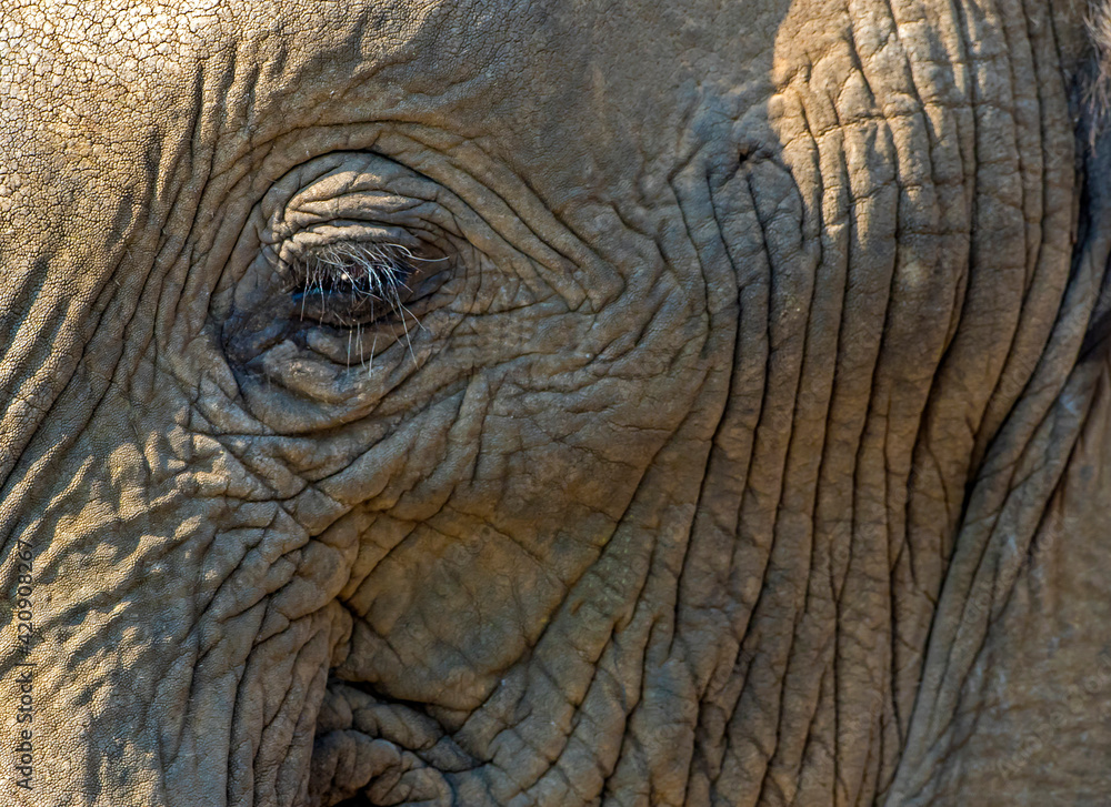 African elephant, full frame close up of face, Kruger National Park, South Africa African elephant, full frame close up of face, Kruger National Park, South Africa
