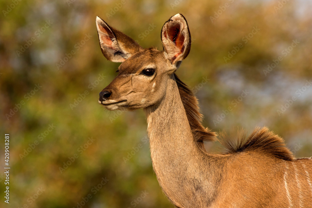 Kudu, head and shoulder side view, Kruger National Park, South Africa Kudu, head and shoulder side view, Kruger National Park, South Africa