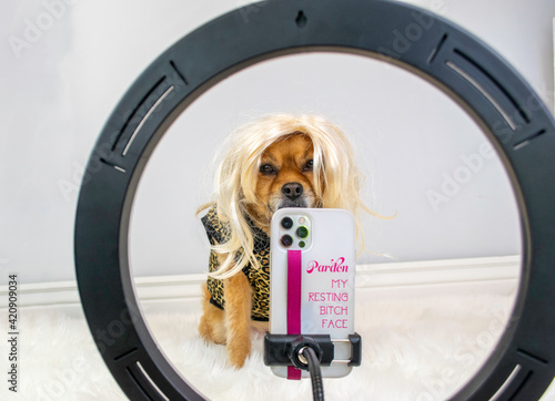 Canvas Print Funny dog pretending to be a vlogger