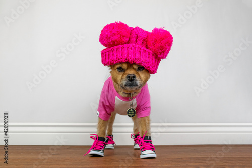 Cute dog wearing bright pink hat and clothes