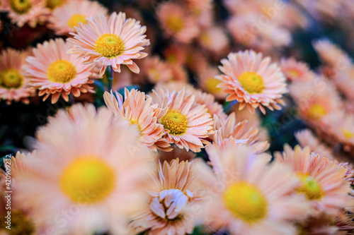 flowers in the garden
