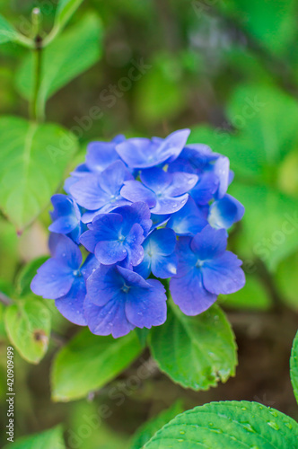 Blue Hydrangea Flower