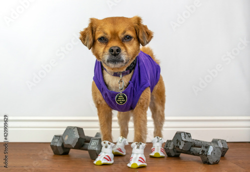 Funny dog ready to workout