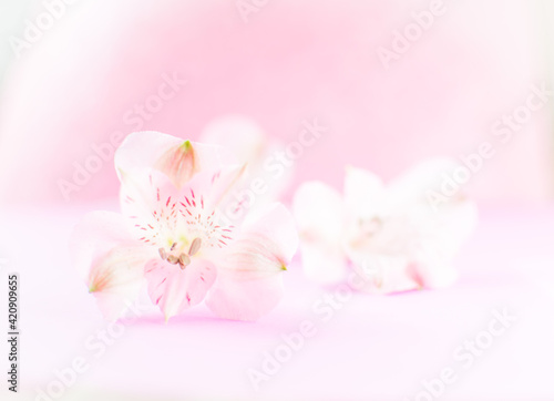 Spring pink flowers blossom on a pink background  copy space  card