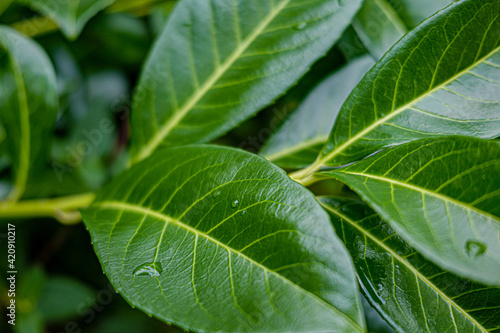 close up of green leaf © Black Bourasque 