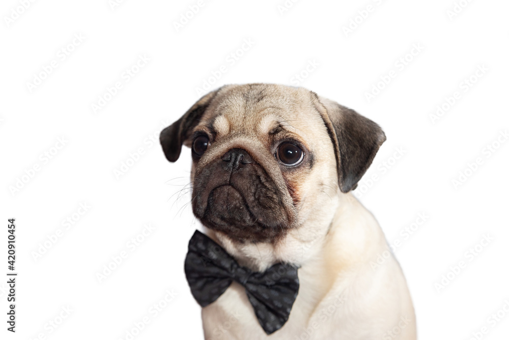 portrait of a young pug puppy in a bow tie on a white background