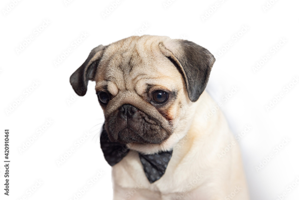portrait of a young pug puppy in a bow tie on a white background. The puppy looks down
