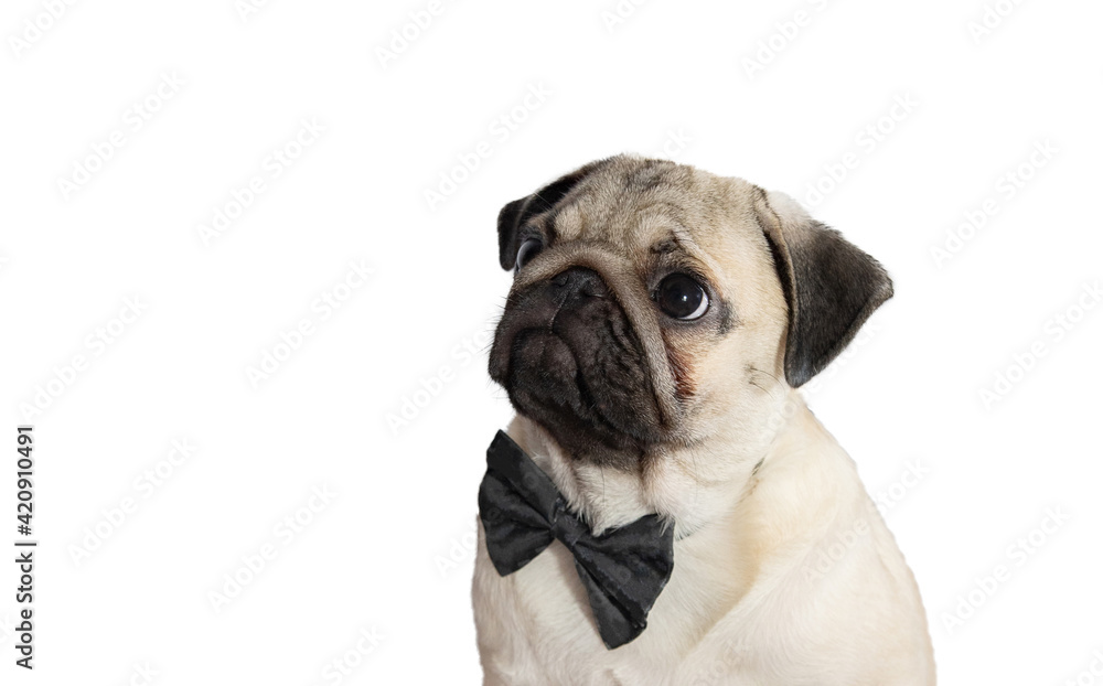 portrait of a young pug puppy in a bow tie on a white background. The puppy looks up and away