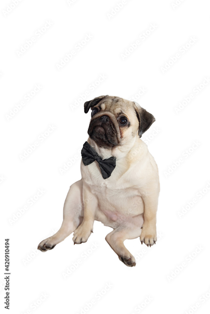 a young pug puppy sits in a ridiculous pose and looks up at a white background
