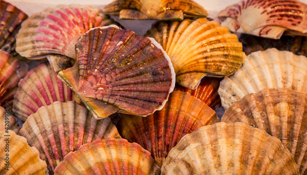 clam shells at a market
