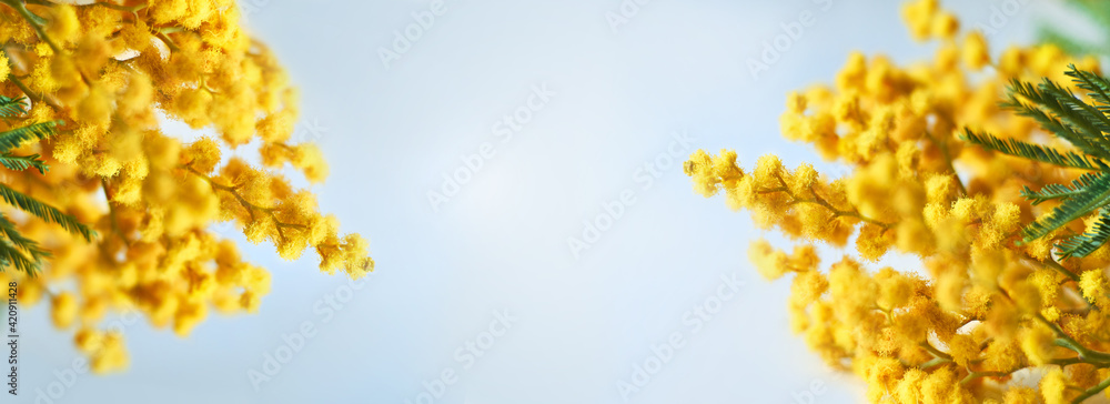 Mimosa flowers frame with copy space on blue background. Spring flowers background banner. Mimosa flowers frame with copy space on blue background. Spring flowers background banner.