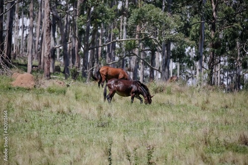 A mula é um mamífero híbrido originário do cruzamento do asno macho com a égua. O indivíduo resultante do cruzamento inverso, isto é, de um cavalo com um asno fêmea, é chamado de bardoto.