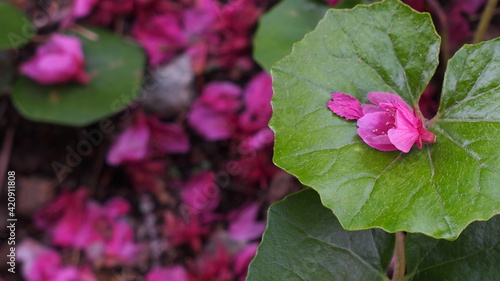 寒緋桜とツワブキ