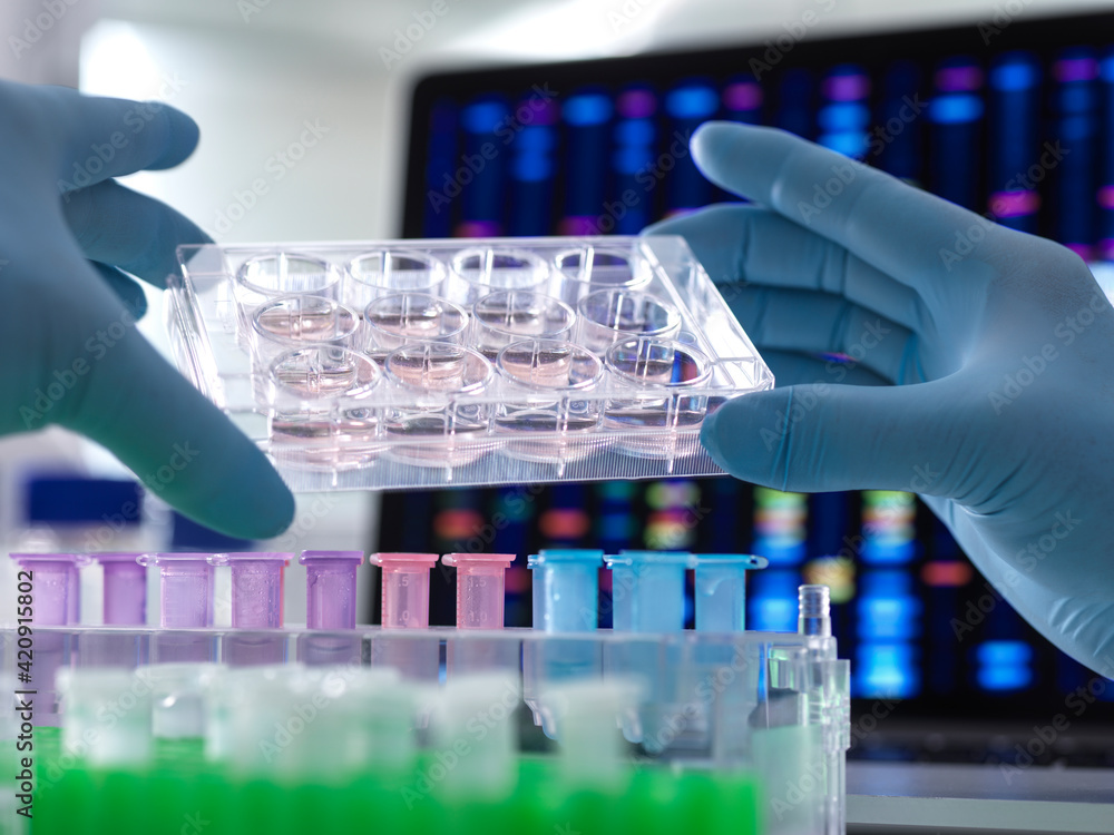 Scientist pipetting DNA samples into microcentrifuge tubes during an ...