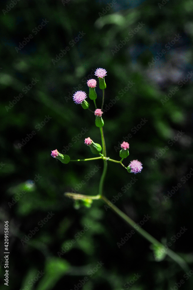 Pink plant dark green background Pink plant dark green background