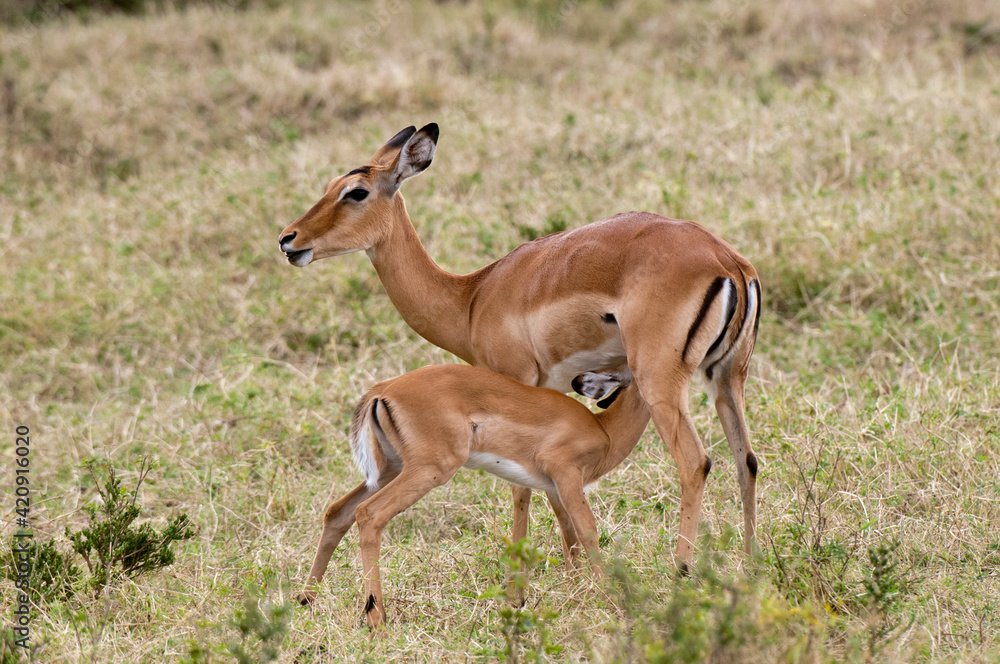 Impala (Aepyceros melampus) and calf , Masai Mara National Park, Kenya Impala (Aepyceros melampus) and calf , Masai Mara National Park, Kenya