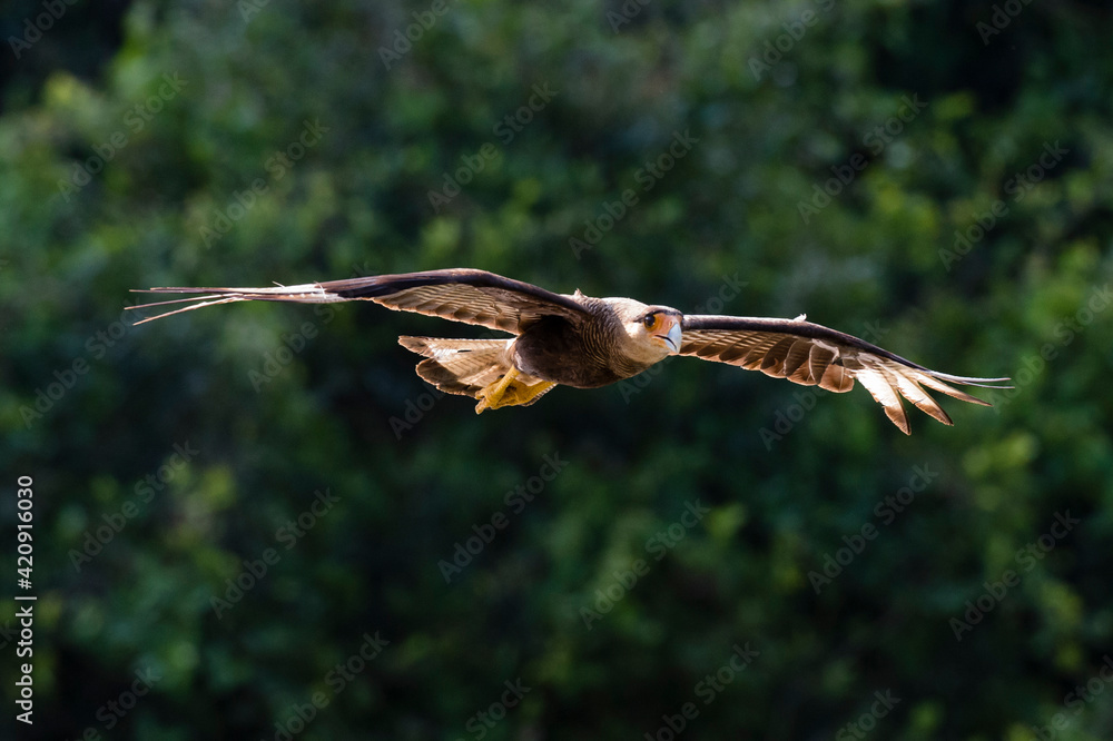Crested caracara (Polyborus plancus) in flight, Pantanal, Mato Grosso, Brazil Crested caracara (Polyborus plancus) in flight, Pantanal, Mato Grosso, Brazil