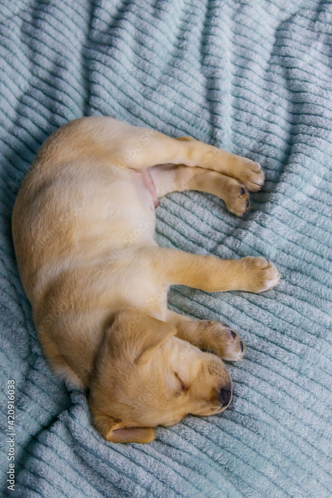 Small cute labrador retriever puppy dog sleeping on a bed