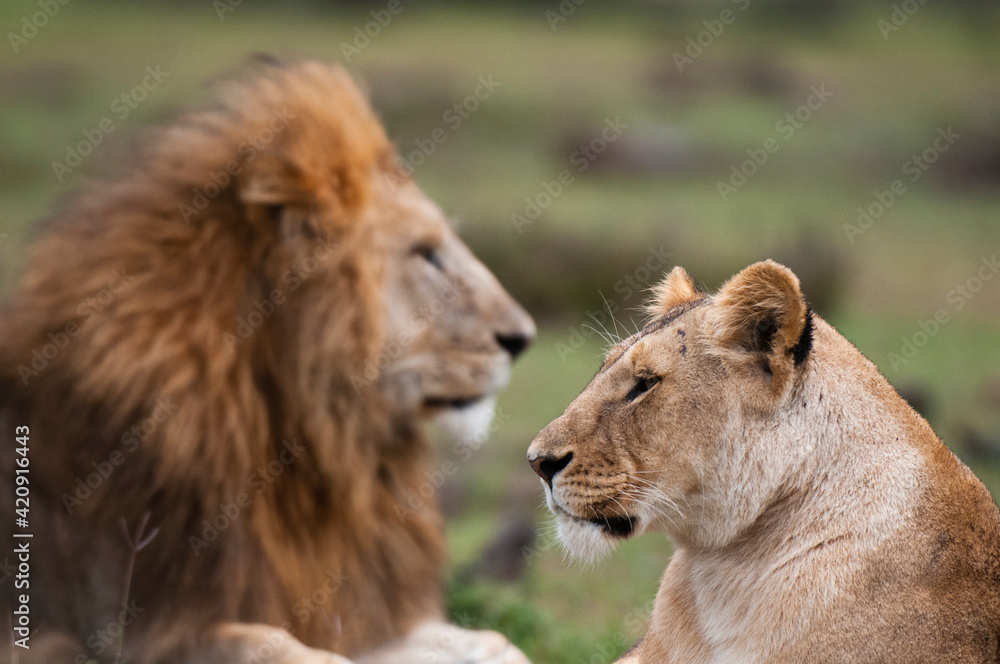 Lion and lioness (Panthera leo), Masai Mara National Reserve, Kenya Lion and lioness (Panthera leo), Masai Mara National Reserve, Kenya