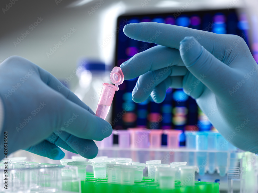 Scientist pipetting DNA samples into microcentrifuge tubes during an experiment in the laboratory with the DNA profile on the monitor screen. Scientist pipetting DNA samples into microcentrifuge tubes during an experiment in the laboratory with the DNA profile on the monitor screen.