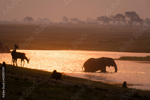 African elephant (Loxodonta africana) and animals at waterhole, Chobe National Park, Botswana