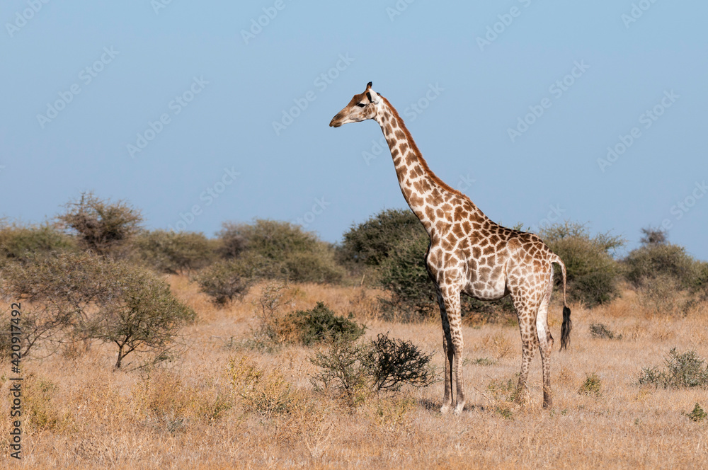 Southern giraffe (Giraffa camelopardalis), Mashatu Game Reserve, Botswana Southern giraffe (Giraffa camelopardalis), Mashatu Game Reserve, Botswana